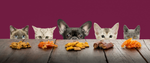 Pet treats for sale Dried Fruit and Nuts for sale by Slivers Biltong and Nuts South Africa 